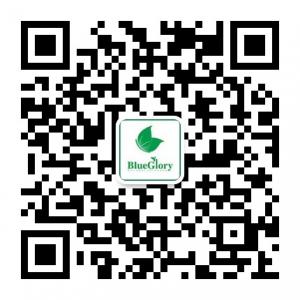 BlueGlory蓝蝴蝶